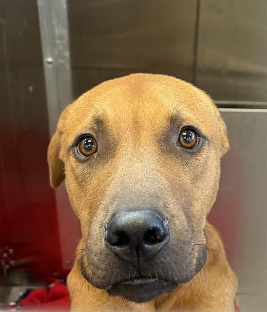 Photo of Sabastian, adoptable Mixed Breed