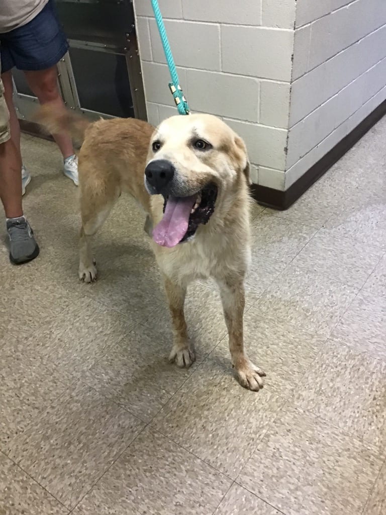 Photo of Clyde, adoptable Great Pyrenees in Nacogdoches, Texas