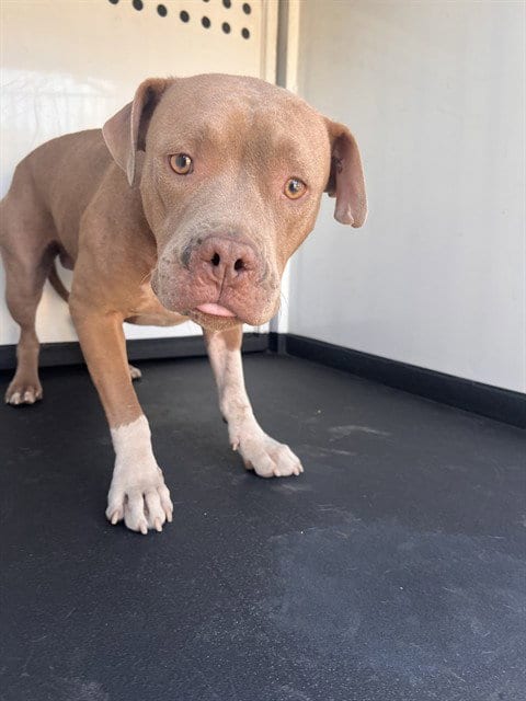 Photo of A171602, adoptable Pit Bull Terrier in Bakersfield, California
