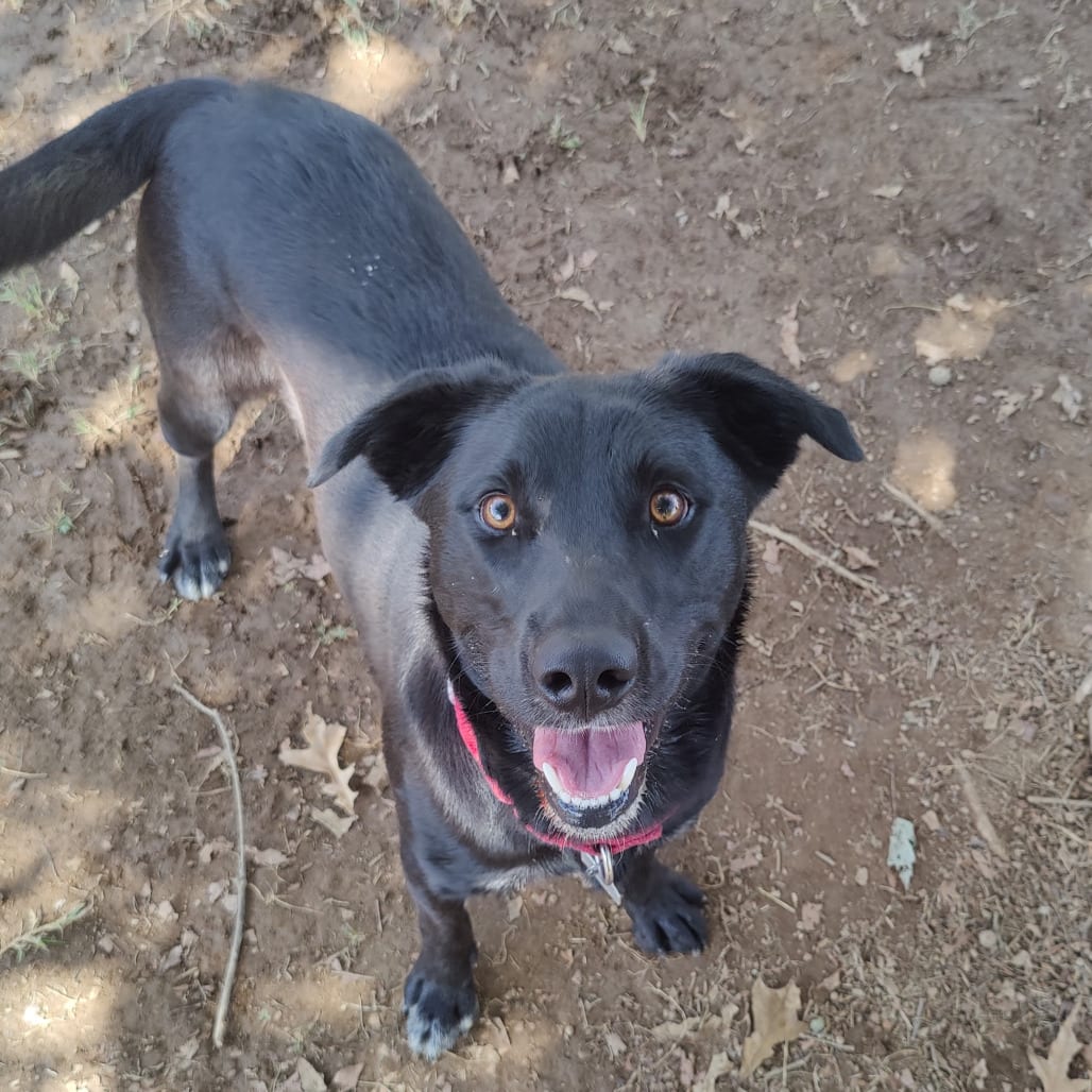Photo of Luke, adoptable Mixed Breed (Large) in Chattanooga, Tennessee