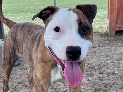 Photo of Anita HW+, adoptable dog in Georgetown, Texas
