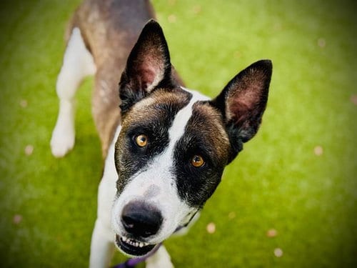 Photo of Bella, adoptable Pit Bull Terrier in Orlando, Florida