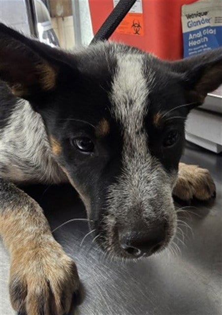 Photo of Dex, adoptable Queensland Heeler in San Bernardino, California
