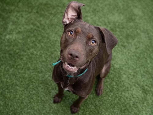 Photo of Maple, adoptable Pit Bull Terrier in Denver, Colorado