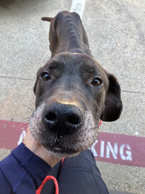 Photo of Koda, adoptable Labrador Retriever