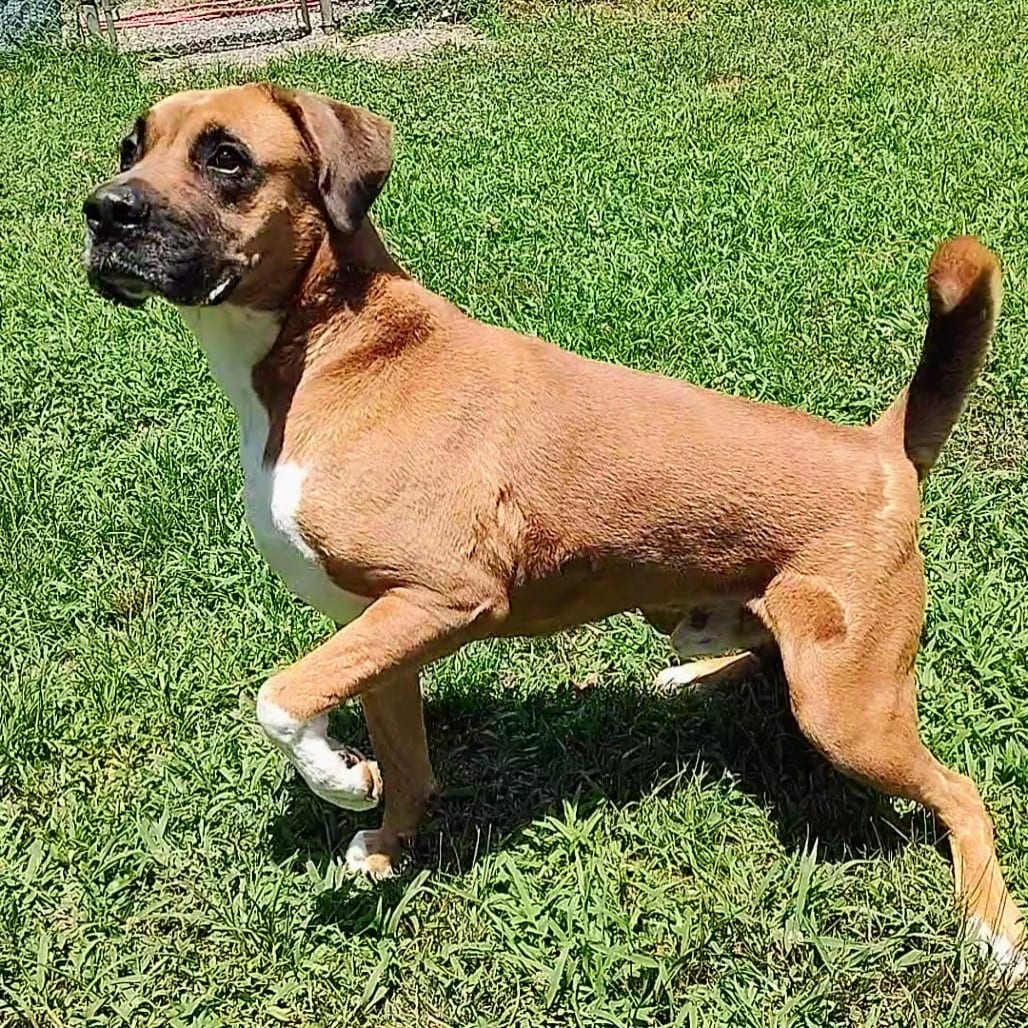 Photo of Bandit, adoptable Boxer / Mix
