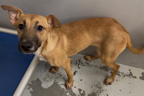 Photo of Wiggle, adoptable Belgian Shepherd Malinois in Conroe, Texas