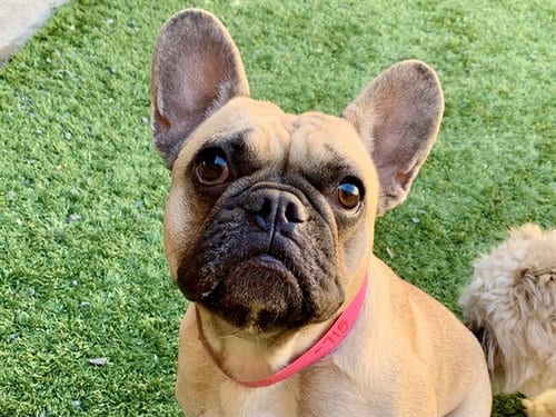 Photo of A554715, adoptable French Bulldog in Moreno Valley, California