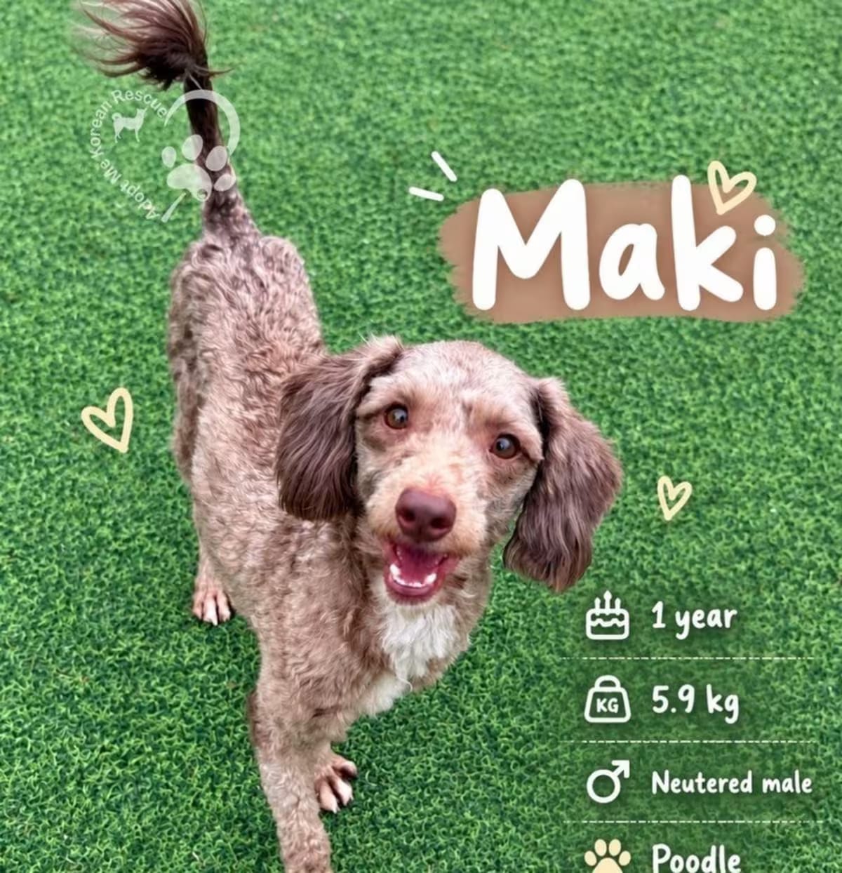 Photo of Maki, adoptable Poodle (Miniature) in Los Angeles, California
