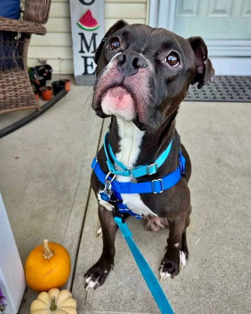 Photo of Polo, adoptable Boxer in Monticello, New Jersey