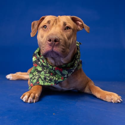 Photo of Sushi Williams, adoptable dog in Atlanta, Georgia