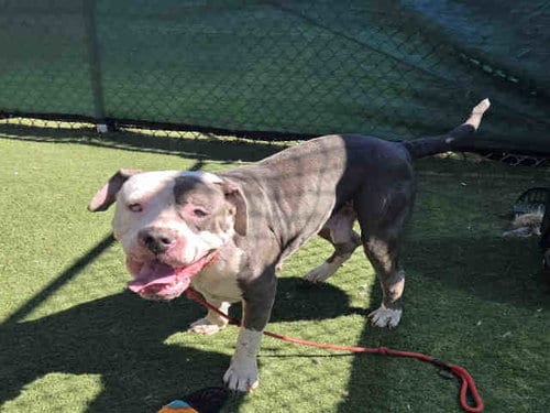 Photo of Peter, adoptable Pit Bull Terrier in Carlsbad, California