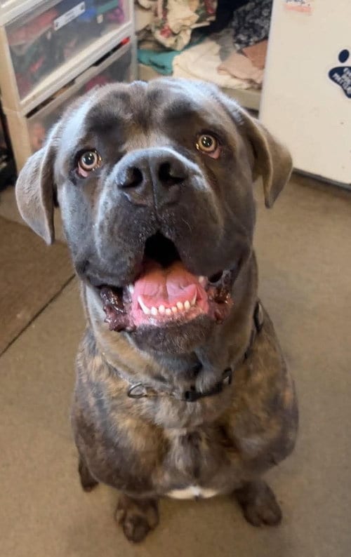 Photo of Rocky, adoptable Cane Corso Mastiff in Matawan, New Jersey