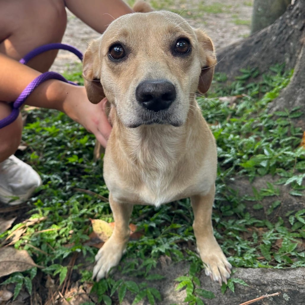 Photo of Bowie, adoptable Mixed Breed (Small) in Gainesville, Florida