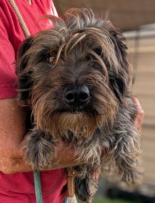 Photo of Jamb, adoptable Schnauzer in San Diego, California