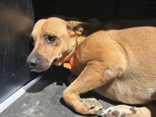 Photo of Sparkles, adoptable dog in Georgetown, Texas