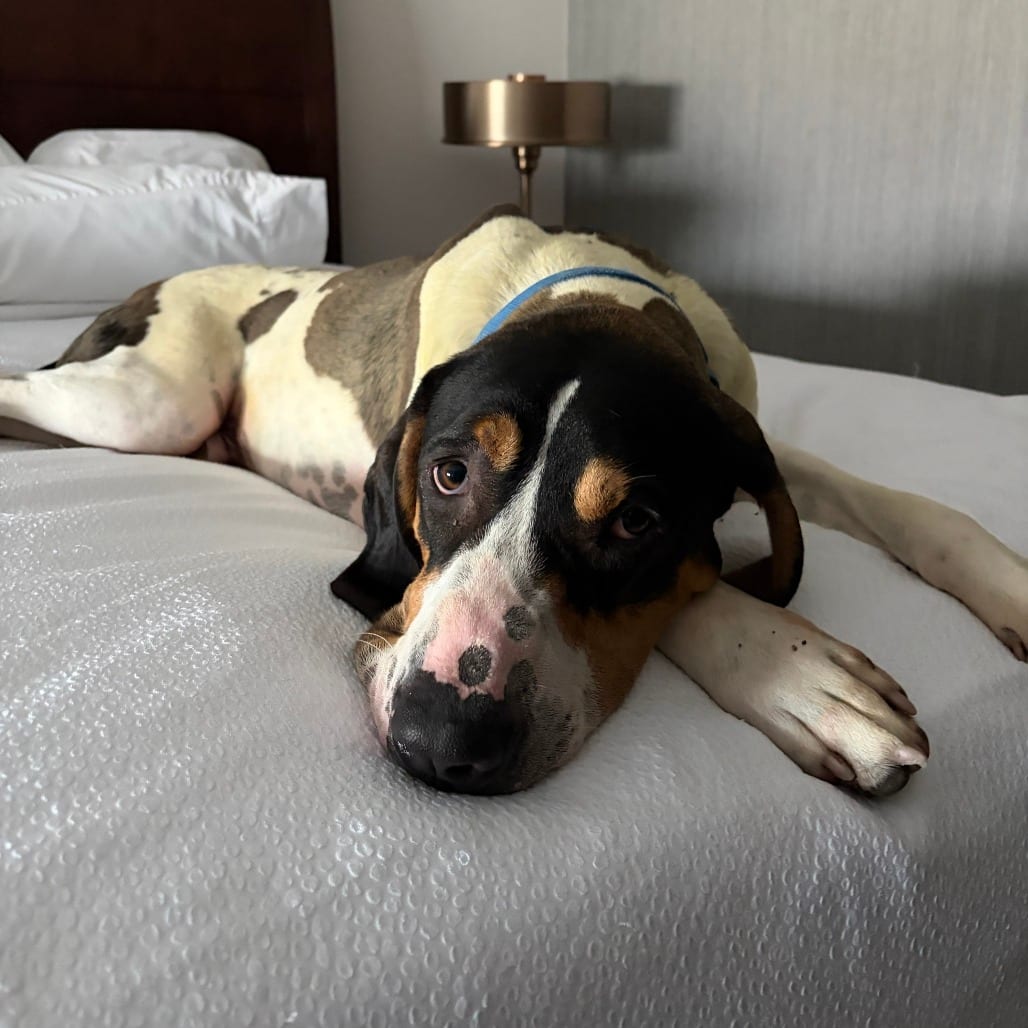 Photo of Malcom, adoptable Hound / Mixed Breed (Large) in Kanab, Utah