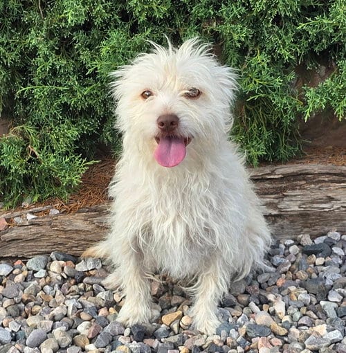 Photo of Remarkable Lil Mr Rubens ~ Terripoo, adoptable Norfolk Terrier in Albuquerque, New Mexico