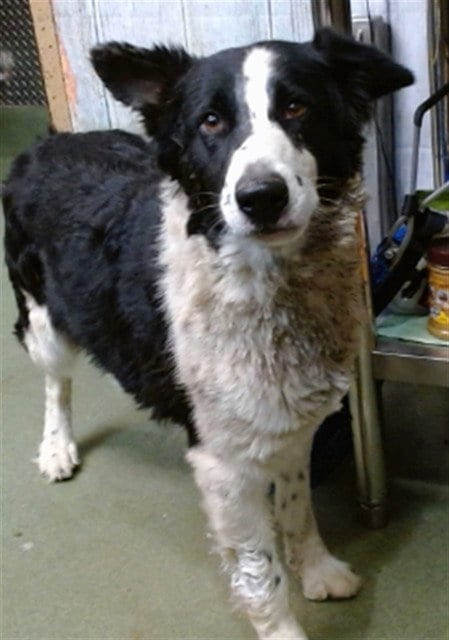Photo of Babygirl, adoptable Border Collie in San Bernardino, California