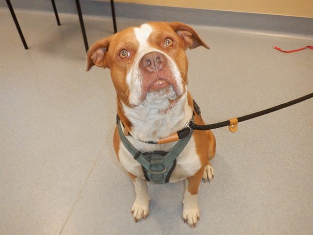 Photo of Sharky, adoptable Pit Bull Terrier in San José, California