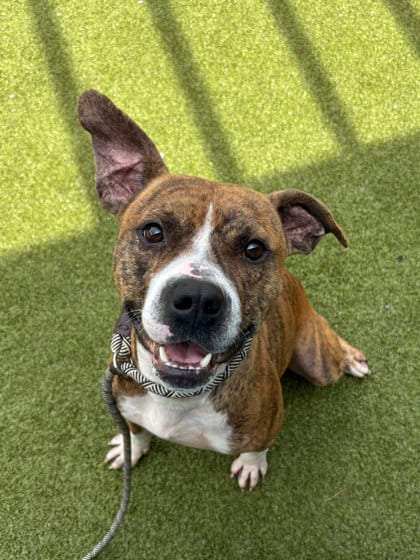 Photo of Rocky, adoptable dog in Atlanta, Georgia