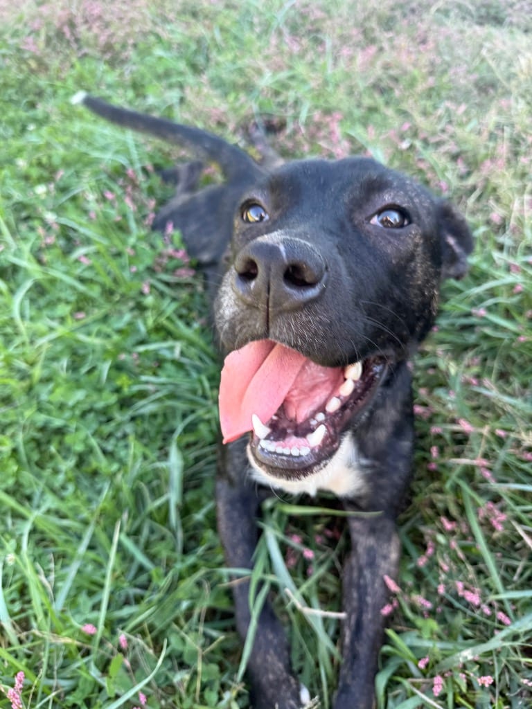 Photo of Beauty, adoptable Terrier in West Union, Ohio