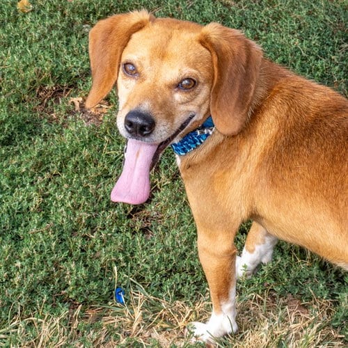 Photo of Wade, adoptable Beagle in St Louis, Missouri
