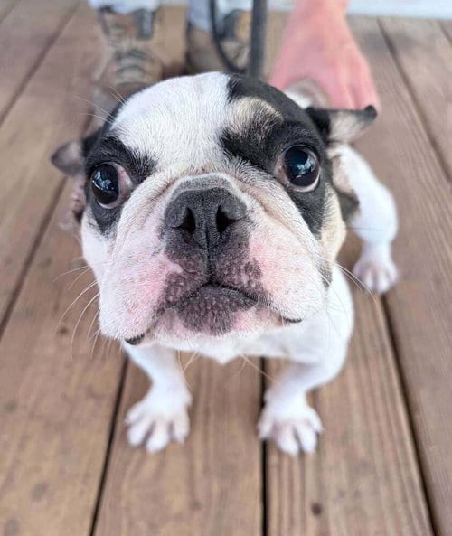 Photo of Elle (GA), adoptable Boston Terrier in New York, New York
