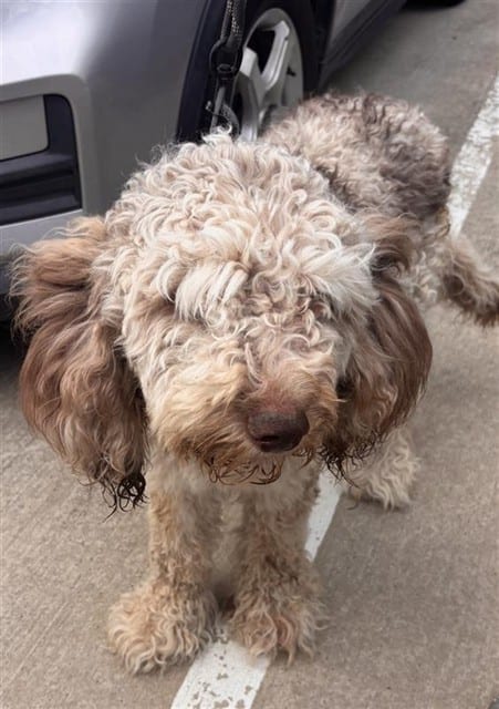Photo of Senior Poodle - Standard mix, adoptable Poodle - Standard mix in Houston, Texas