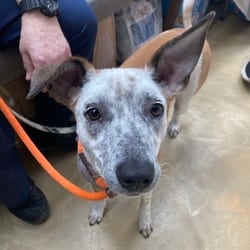 Photo of Grits, adoptable Collie Mixed Breed (Medium) in New York City, New York
