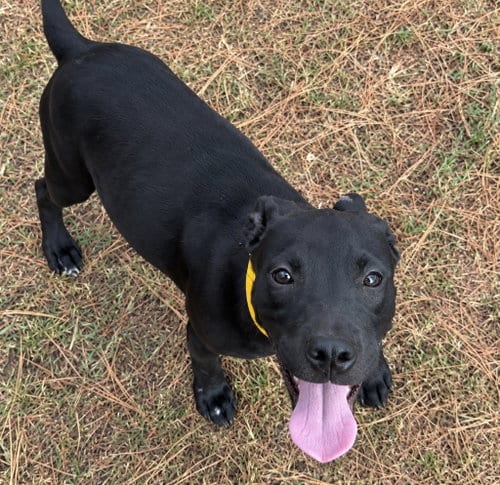 Photo of Buffy the Vampire Slayer, adoptable Labrador Retriever in Claremore, Oklahoma