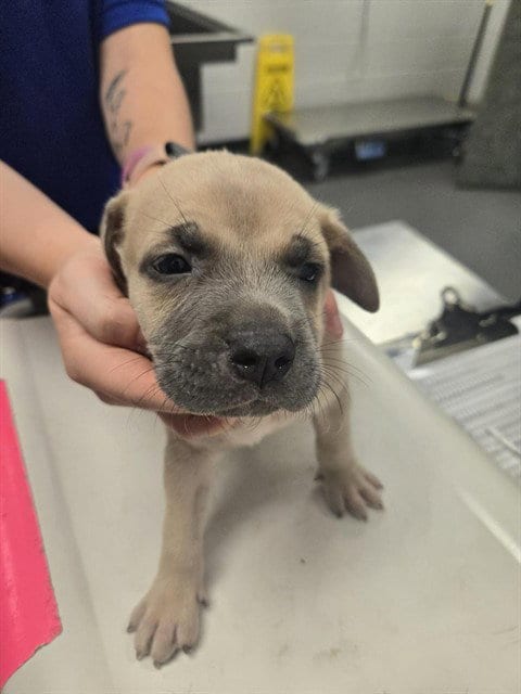 Photo of Obama, adoptable American Pit Bull Terrier in Corpus Christi, Texas
