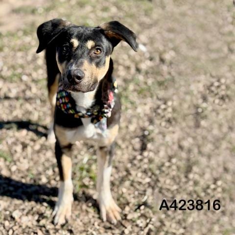 Photo of Bill, adoptable Labrador Retriever in Conroe, Texas