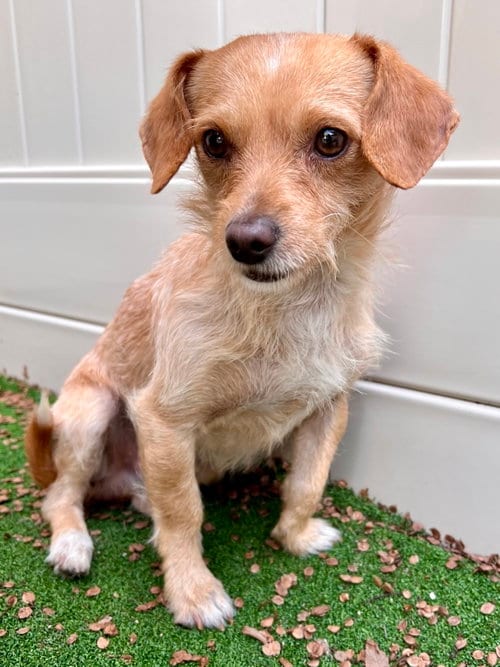 Photo of Sampson, adoptable Jack Russell Terrier in Dana Point, California