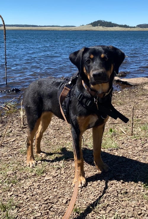 Photo of Riley #13, adoptable Labrador Retriever in Chandler, Arizona