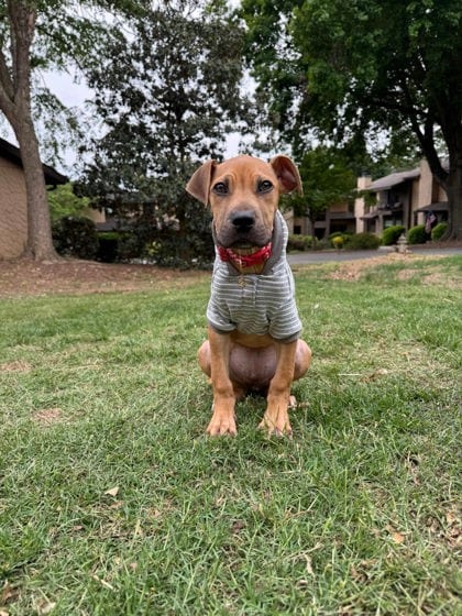 Photo of Sherbet, adoptable dog in Chamblee, Georgia