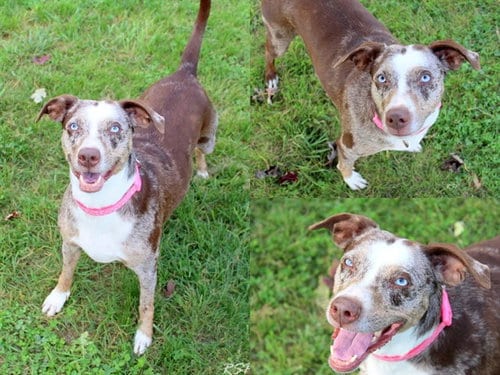 Photo of Millie, adoptable Catahoula Leopard Dog in Fort Wayne, Indiana