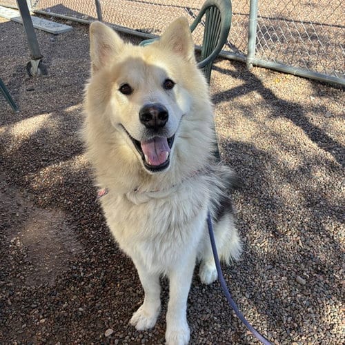 Photo of Woofy, adoptable Siberian Husky in Phoenix, Arizona