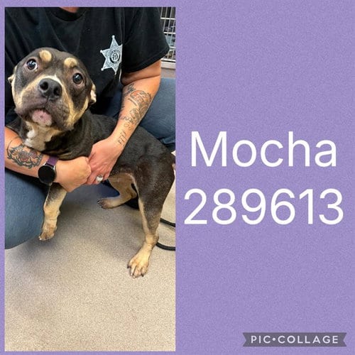 Photo of Mocha, adoptable Bulldog in Macon, Georgia
