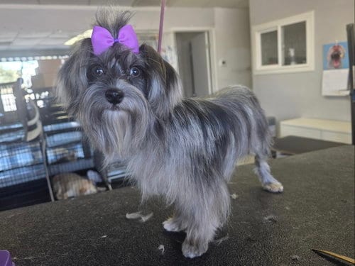 Photo of Ivy, adoptable Shih Tzu in Santa Clarita, California