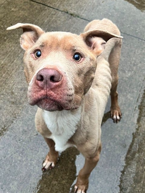 Photo of Lokin, adoptable American Pit Bull Terrier mix in Chicago, Illinois
