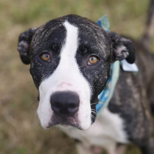 Photo of Sweetheart, adoptable Labrador Retriever in San Antonio, Texas