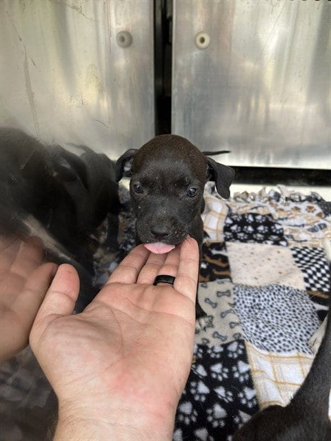 Photo of A479882, adoptable Pit Bull Terrier in Oklahoma City, Oklahoma
