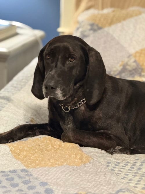 Photo of Jane, adoptable Plott Hound in Bolivia, North Carolina