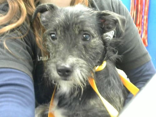 Photo of Simba, adoptable Rat Terrier in Albuquerque, New Mexico