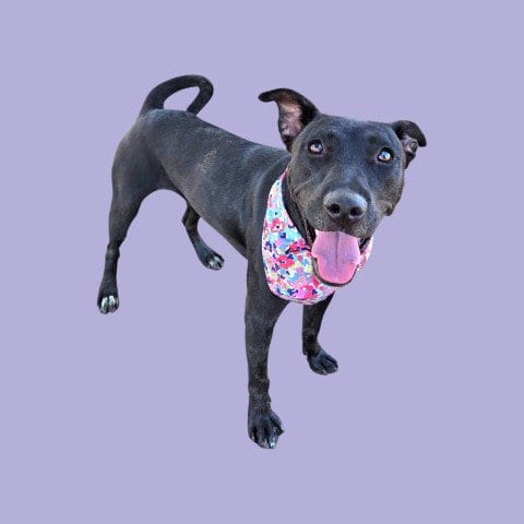 Photo of Princess Celestia, adoptable Pit Bull Terrier in Bakersfield, California