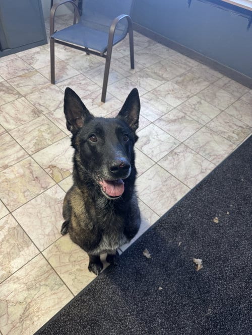 Photo of Beasty, adoptable Belgian Shepherd Malinois in Leavenworth, Kansas