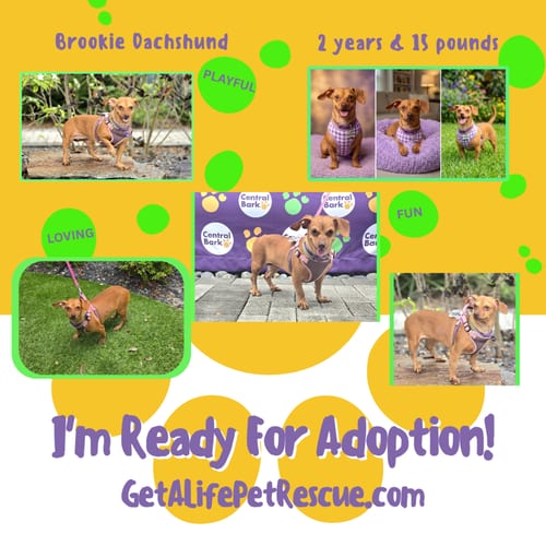 Photo of Brookie, adoptable Dachshund in Plantation, Florida