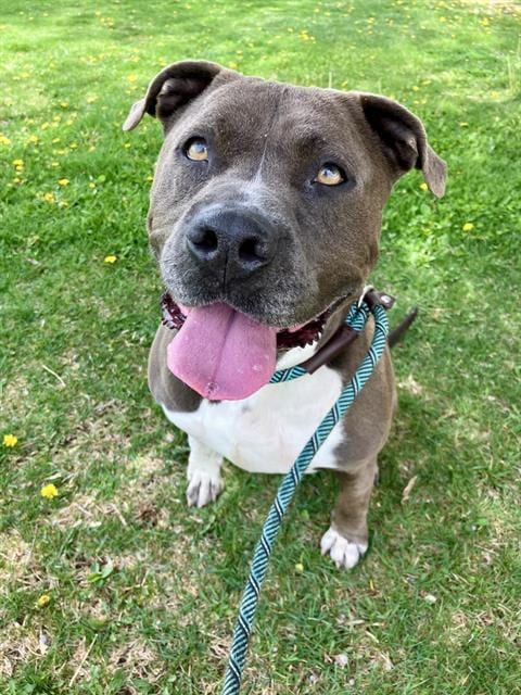 Photo of Bandit, adoptable American Pit Bull Terrier in Albuquerque, New Mexico
