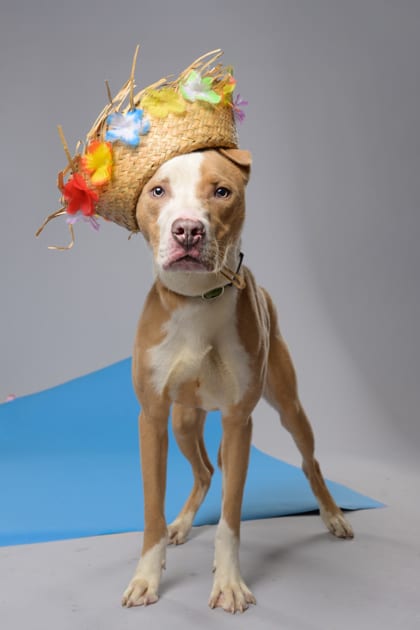 Photo of Spongebob, adoptable dog in Atlanta, Georgia